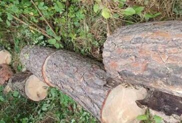 Спіймали на гарячому: житель Тернопільщини рубав дерева у заказнику «Дачі Галілея»