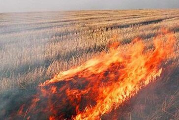 На Тернопільщині через підпал стерні могли згоріти два гектари гречки