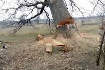 Дерево впало на 51-річного жителя Тернопільщини: чоловік загинув