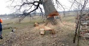 Дерево впало на 51-річного жителя Тернопільщини: чоловік загинув