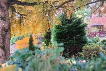 У мережі показали красу осені в Кременецькому ботанічному саду (ФОТО)