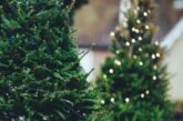Афери напередодні новорічних свят: інтернет-шахрай продав тернополянці фейкову ялинку