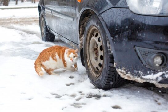 Тернополянам радять перевірити авто перед початком руху, аби не нашкодити… котам