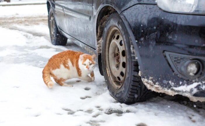 Тернополянам радять перевірити авто перед початком руху, аби не нашкодити… котам