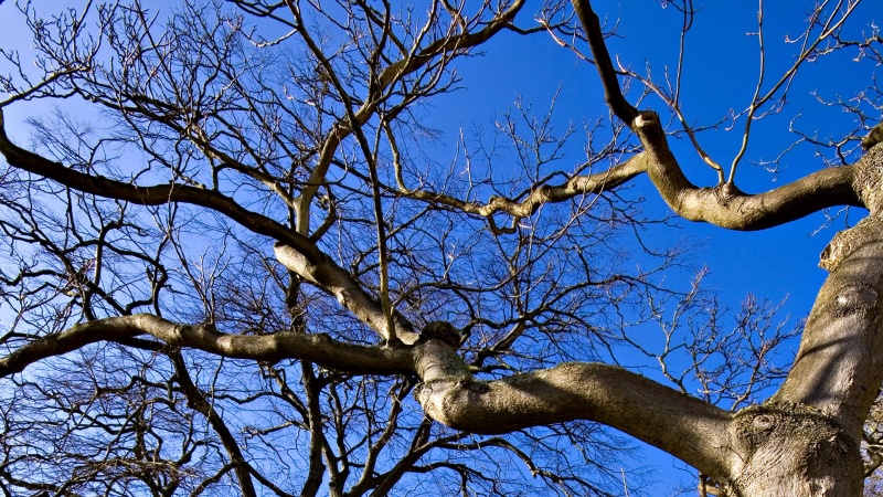 Трагедія на Тернопільщині: дерево смертельно травмувало чоловіка