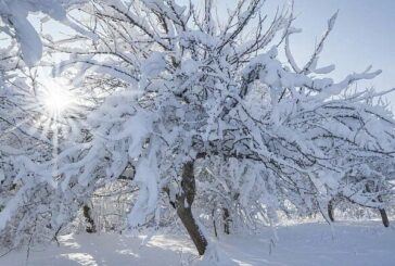 Верхівка зими: яку погоду очікувати тернополянам у січні