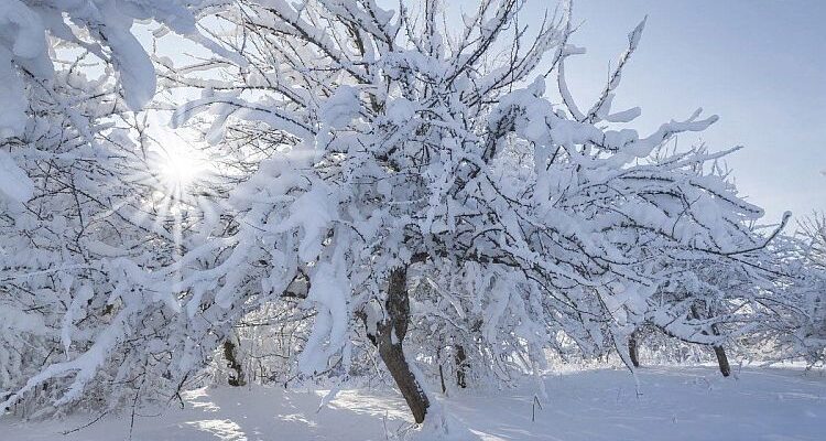 Верхівка зими: яку погоду очікувати тернополянам у січні
