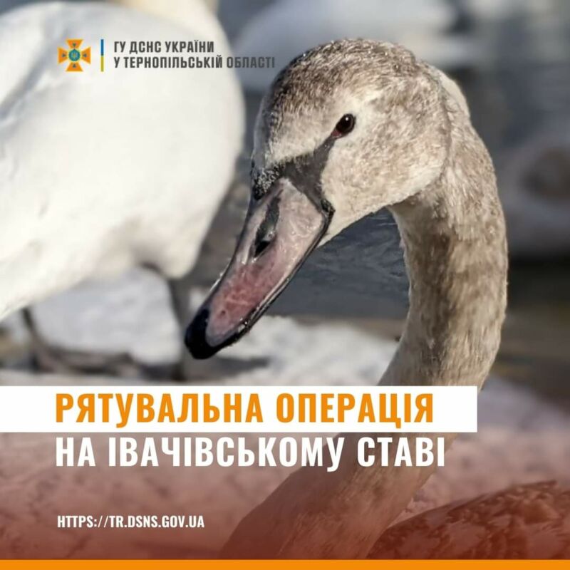 На Тернопільщині з крижаного полону визволили 7 диких лебедів