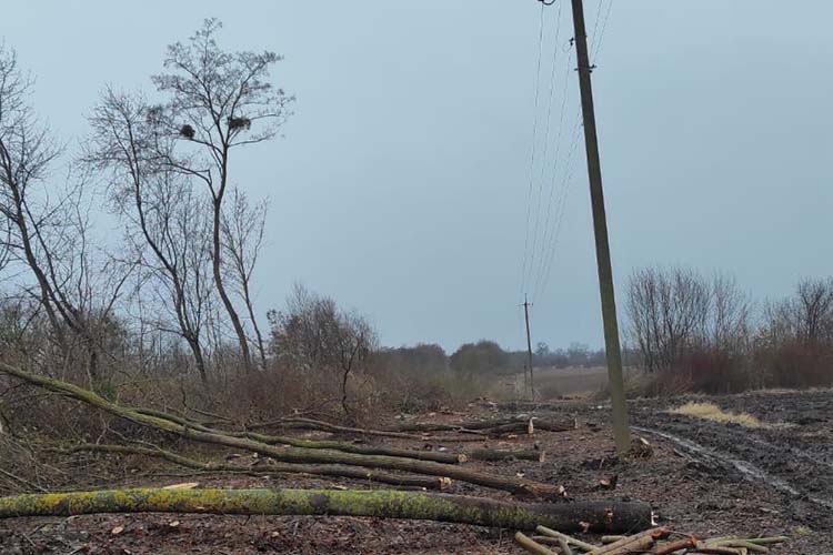 На Тернопільщині працівники приватного підприємства зрізали «зайві» дерева, бо не знали, де спинитись