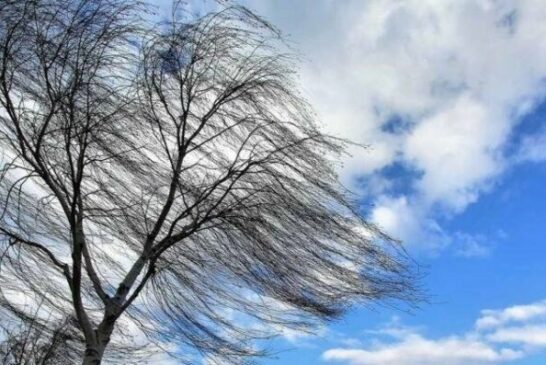 На Тернопільщині через сильний вітер 39 населених пунктах мали перебої в електропостачанні