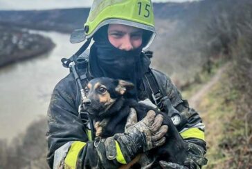 Застряг у глибокій ущелині: на Тернопільщині надзвичайники врятували собаку, якого господар шукав кілька днів