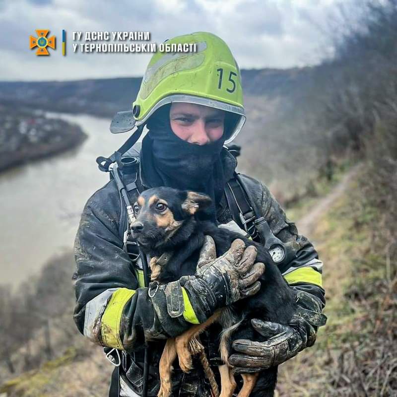 Застряг у глибокій ущелині: на Тернопільщині надзвичайники врятували собаку, якого господар шукав кілька днів