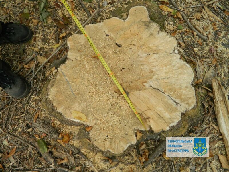 На Тернопільщині за вказівкою директора приватного підприємства незаконно вирубали дерев на пів мільйона гривень