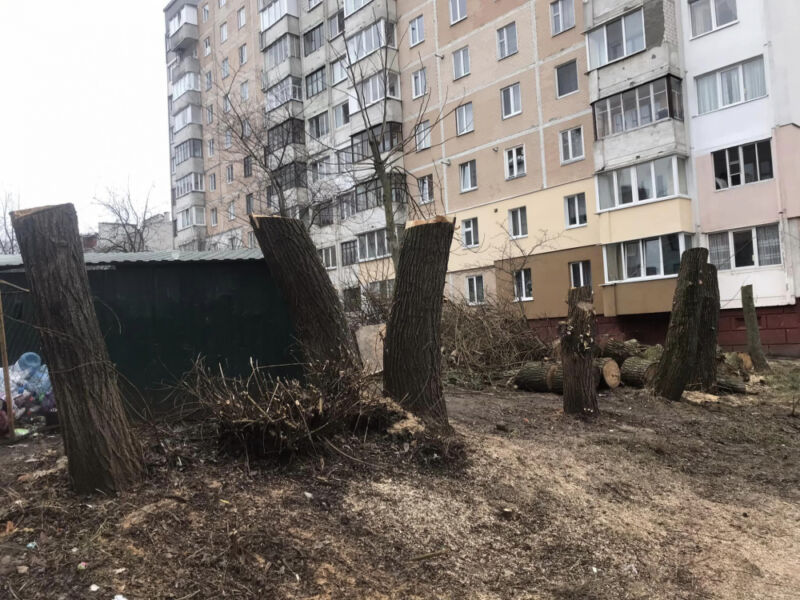 Залишились обрубки: як у Тернополі проводять «санітарну» обрізку дерев
