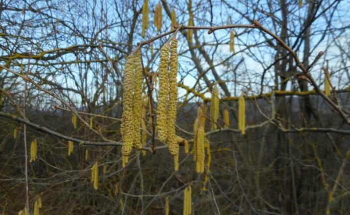 Золоті «сережки» для весни: у Медоборах на Тернопільщині розквітла ліщина