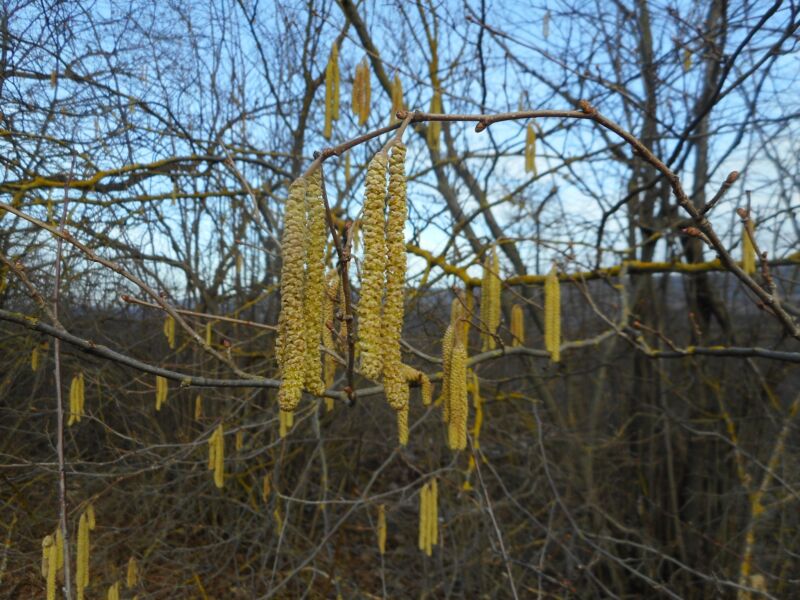 Золоті «сережки» для весни: у Медоборах на Тернопільщині розквітла ліщина
