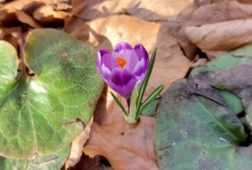 У заповіднику «Медобори» на Тернопільщині зацвіла дивовижна та рідкісна «квiтка мiсяця»