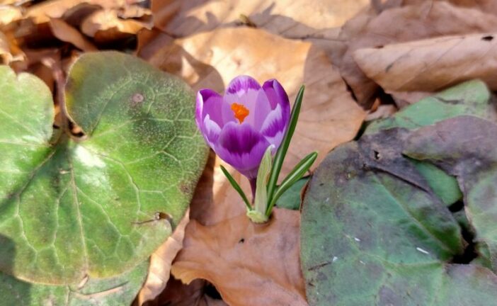У заповіднику «Медобори» на Тернопільщині зацвіла дивовижна та рідкісна «квiтка мiсяця»