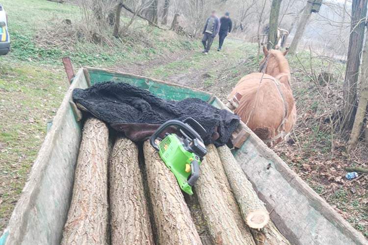 На Тернопільщині батько з сином незаконно вирубали дерева в національному природному парку