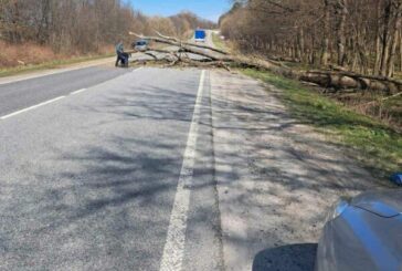 На Тернопільщині шквальний вітер повалив дерева
