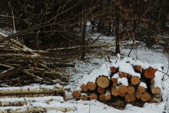На Тернопільщині невідомі незаконно зрізали дерев майже на пів мільйона гривень