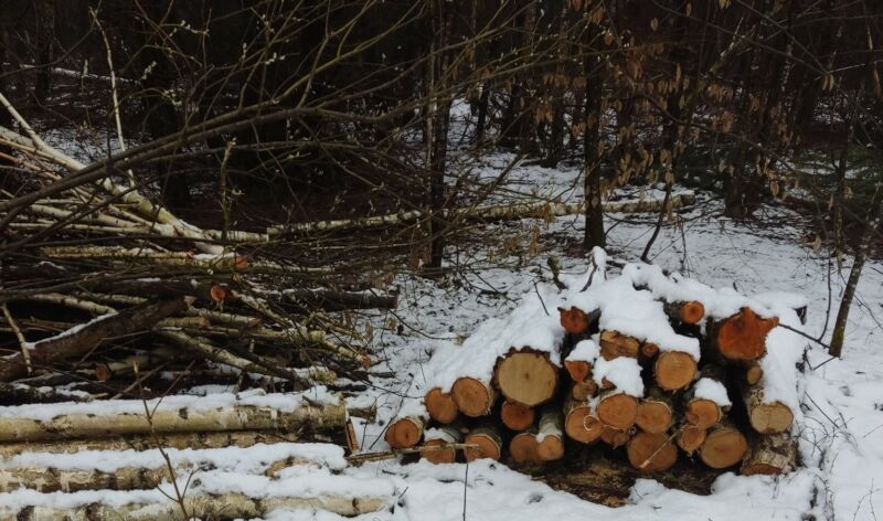 На Тернопільщині невідомі незаконно зрізали дерев майже на пів мільйона гривень