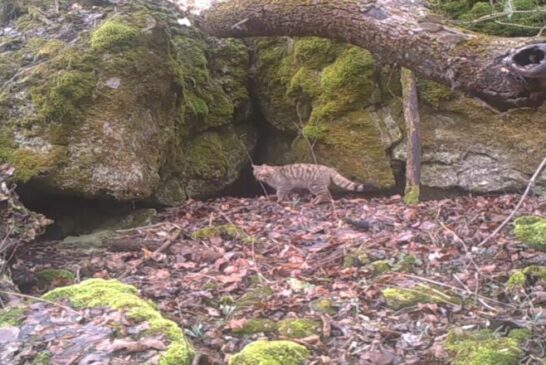 У «Медоборах» на Тернопільщині потрапив у фотопастку рідкісний лісовий кіт