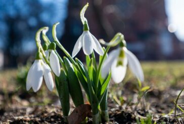 З якою погодою завітає на Тернопільщину весна