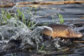 На Тернопільщині з квітня розпочнеться нерестова заборона на вилов риби