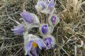 Квітка, «одягнена» у теплий «кожушок»: у Медоборах на Тернопільщині розцвів сон великий