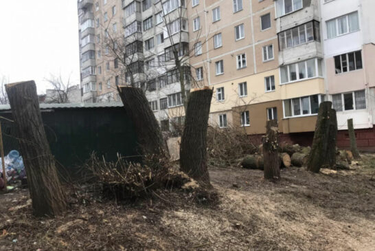 У Тернополі ОСББ відповідатиме у суді за незаконне обрізання дерев: обчикрижили до стовбурів