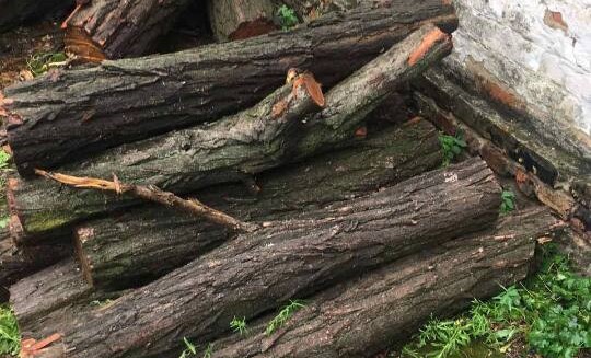 Вирішив «прорідити»: житель Тернопільщини незаконно зрізав дерева у заповіднику