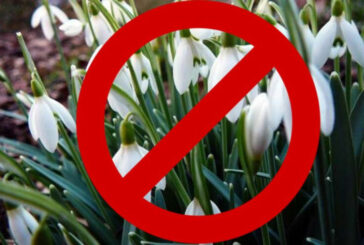 До 3,6 тис. грн штрафу: жителям Тернопільщини нагадали про заборону продажу підсніжників та інших квітів