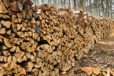 На Тернопільщині спритний лісівник, будучи під слідством, вирішив торгувати ще й фейковою деревиною