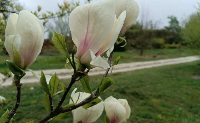 Весна у розпалі: в Кременецькому ботанічному саду показали розкішне цвітіння (ФОТО)