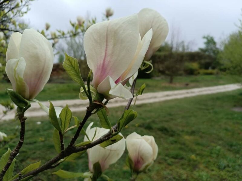 Весна у розпалі: в Кременецькому ботанічному саду показали розкішне цвітіння (ФОТО)