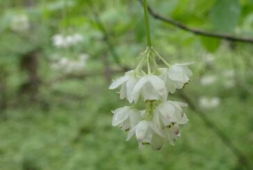 У заповіднику на Тернопільщині розквітла реліктова рослина - джонжолі