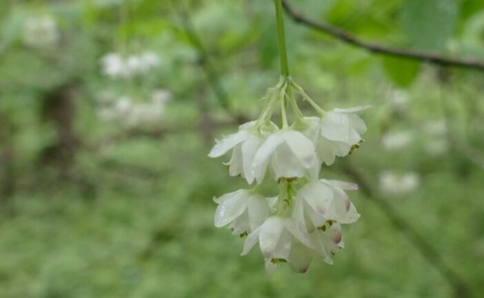 У заповіднику на Тернопільщині розквітла реліктова рослина - джонжолі
