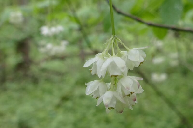 У заповіднику на Тернопільщині розквітла реліктова рослина – джонжолі