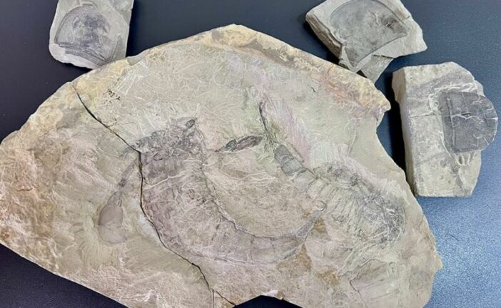 Тернополянин намагався вивезти до Таїланду та США унікальні скам’янілості віком 443 млн. років