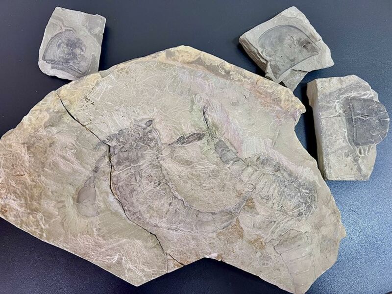 Тернополянин намагався вивезти до Таїланду та США унікальні скам’янілості віком 443 млн. років
