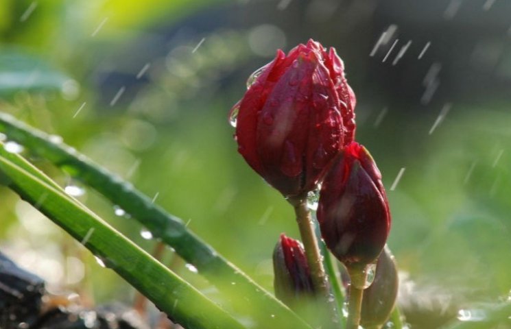 Дощ, гроза, похолодання – понеділкова погода на Тернопільщині