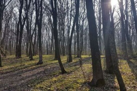 Тернопіль: що сталося з двома підлітками, яких знайшли у Кутківецькому лісі