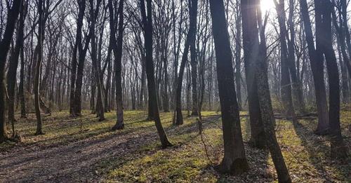 Тернопіль: що сталося з двома підлітками, яких знайшли у Кутківецькому лісі