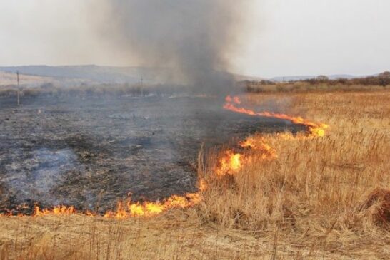 На Тернопільщині цьогоріч виникло 135 пожеж через спалення сухої трави
