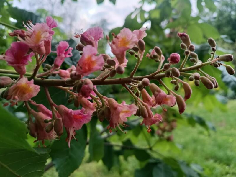 “Весна з терпкою ноткою надії на перемогу”: у ботанічному саду на Тернопільщині показали травневе цвітіння