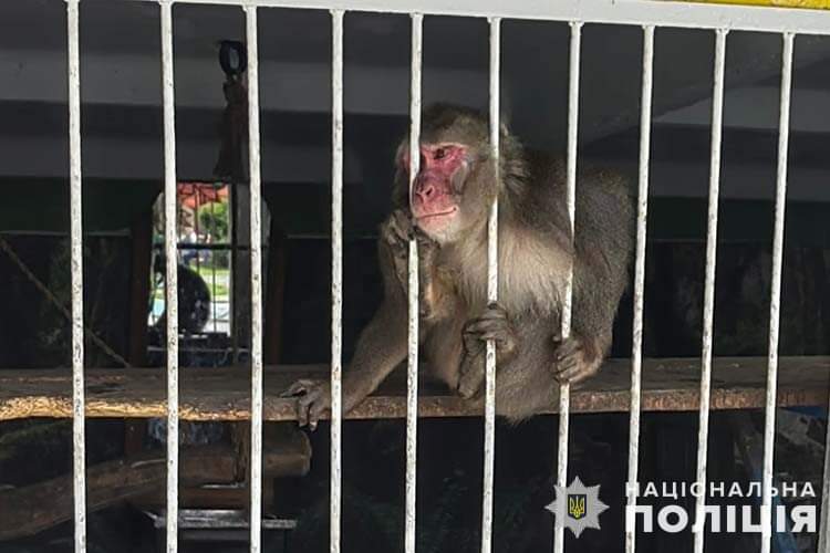“Тварини без їжі та води”: поліція перевіряє зоокуток на Тернопільщині