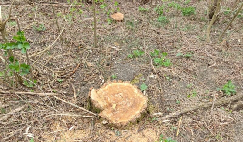 У Гусятинській громаді незаконно вирубали дерев на 330 тис. грн