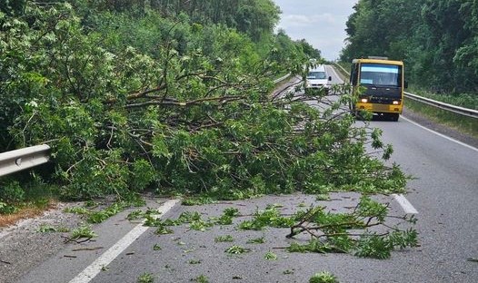 На Тернопільщині на автодорогу впало дерево: одна смуга перекрита для руху