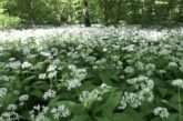 Наче білі хмарки на землі: на Тернопільщині квітне реліктова рослина